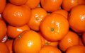 Morocco Ranks Third Globally in Mandarin Exports, Shipping Over 500,000 Tons Annually