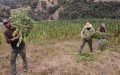 Moroccan Party Leader Calls for Amnesty for Cannabis Farmers Ahead of Legalization