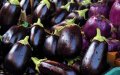 US Identifies Six Pest Risks in Moroccan Eggplant Imports, Jeopardizing Trade Deal
