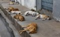 Casablanca Plans $800,000 Animal Shelter to Address Stray Dog Crisis