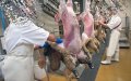 Morocco's First Public Halal Slaughterhouse Opens in Casablanca