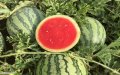 Morocco Confirms Watermelon Seeds Not Genetically Modified, Dispelling GMO Rumors