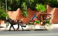 Iconic Horse-Drawn Carriages Remain Vital to Marrakech's Tourism and Heritage