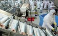 Morocco Invests $100 Million in Dakhla Fish Processing Plants