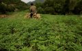 Morocco Lags Behind in Cannabis Legalization, Missing Economic Opportunities