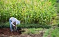 Morocco Expands Drip Irrigation to 600,000 Hectares, Surpassing Global Average