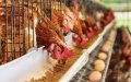 Chicken Prices Surge in Morocco as Wedding Celebrations Resume Post-COVID