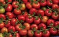 Almeria Farmers Demand EU Action on Moroccan Tomato Imports, Citing €25 Million Loss