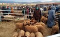 Eid Al-Adha: Local Committees Oversee Animal Markets for Health and Safety