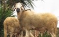 Melilla Bans Lamb Imports from Morocco for Eid al-Adha Amid Health Concerns