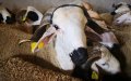 Tangier Bans Public Grilling of Sheep Heads During Eid Al-Adha Amid COVID-19 Concerns