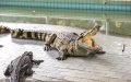 Lyon Zoo's Longtime Crocodile Residents to Relocate to Natural Habitat in Morocco