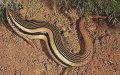 Spanish Scientists Launch Expedition to Find Elusive Fez Skink in Morocco