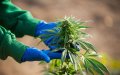 Morocco Hosts International Conference on Medical and Industrial Cannabis Potential