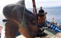 Massive 1-Ton Ocean Sunfish Caught and Released off Moroccan Coast