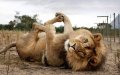 Agadir to Open Safari-Style Lion Park for Tourists