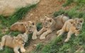Endangered Atlas Lion Population Grows with Five New Cubs at Rabat Zoo