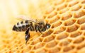 Climate Change and Drought Linked to Bee Colony Collapse in Morocco