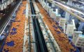 Moroccan Food Giant Gopag Expands with $20.8 Million Investment in New Cheese and Juice Plants