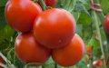 Spanish Tomato Imports from Morocco Surge 348% in Eight Years