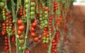Controversy Grows Over Moroccan Tomato Exports from Disputed Sahara Region