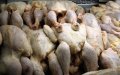 Moroccan Police Seize 2 Tons of Tainted Meat in Tangier Food Safety Raid