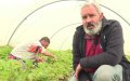 Labor Shortage Threatens French Strawberry Harvest as Moroccan Workers Delayed