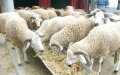 Morocco Prepares 7 Million Livestock for Eid Al-Adha Celebration