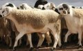 Foot-and-Mouth Disease Prevents Moroccan Sheep Imports for Melilla's Eid al-Adha
