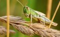 Locust Swarm Devastates Crops and Farms in Southwestern Spain