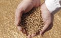 Morocco Becomes Third-Largest Non-EU Importer of French Soft Wheat in May