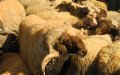 Eid al-Adha 2022 in France Expected on July 9, Official Announcement Pending