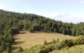 Atlas Cedar: Spain's Potential Solution to Combat Climate Change Effects