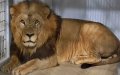 Atlas Lion from Morocco Joins Paris Zoo, Sparking Hope for Endangered Species Breeding