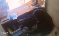 Attempted Robbery at Tangier Money Transfer Agency Leaves One Injured, Suspect Arrested