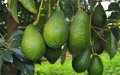 EU Authorities Intercept Moroccan Avocados with Banned Pesticide Residue