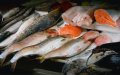 Authorities Seize 30 Tons of Spoiled Fish Headed for Casablanca Markets