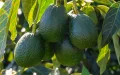 Avocado: a formidable competitor for Morocco