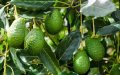 Avocado: the green gold that is draining Morocco