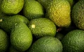 Avocados: After the records, the big chill for Moroccan exports