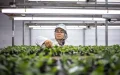 Azura unveils the inner workings of its agricultural empire in Morocco: 24 farms and 500 hectares of tomatoes