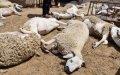 Bacterial Outbreak Identified as Cause of Sheep Deaths in Morocco's Berrechid Province