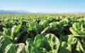EU Bans High-Cadmium Fertilizers, Impacting Moroccan Exports