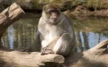 A Barbary macaque from Morocco captured in the middle of a town in Yvelines