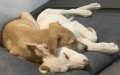 Belgian Man Fights to Save Moroccan Puppies from Deportation or Euthanasia