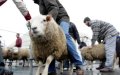 Belgian Muslims Prepare for Eid al-Adha Amid Ritual Slaughter Regulations