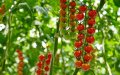 Belgian Tomato Giant Expands to Morocco Amid Energy Crisis and Market Growth