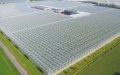 Belgian Tomato Producer Expands with New Greenhouse in Morocco