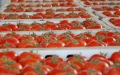 Brussels calculates what new rules could cost Moroccan tomatoes: 195,000 tonnes