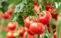 In Brussels, the Morocco agricultural agreement trembled... by one vote